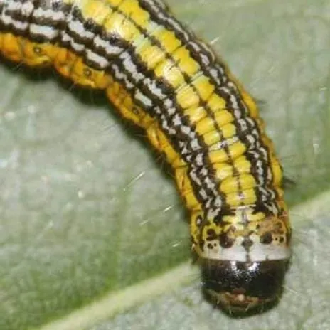 thumbnail for publication: Mahogany Webworm, Macalla thyrsisalis Walker (Insecta: Lepidoptera: Pyralidae: Epipaschilinae)